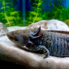 Wilo - Axolotl sauvage