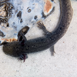 Zuno - Axolotl sauvage