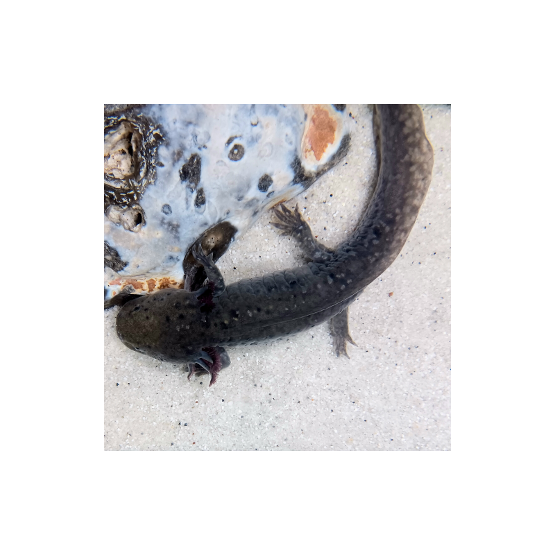 Zuno - Axolotl sauvage