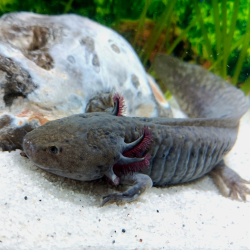 Zuno - Axolotl sauvage
