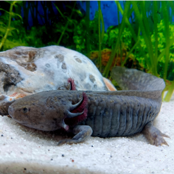 Zuno - Axolotl sauvage