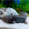 Zuno - Axolotl sauvage