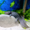 Zuno - Axolotl sauvage