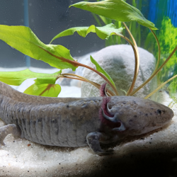 Zuno - Axolotl sauvage