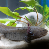 Zuno - Axolotl sauvage