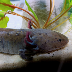 Zuno - Axolotl sauvage
