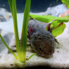 Zuno - Axolotl sauvage