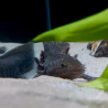 Zuno - Axolotl sauvage