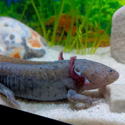 Zuno - Axolotl sauvage