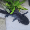 Cosmos, Axolotl sauvage