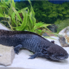 Cosmos, Axolotl sauvage