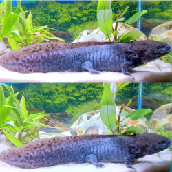 Cosmos, Axolotl sauvage