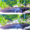 Cosmos, Axolotl sauvage