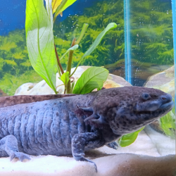 Cosmos, Axolotl sauvage