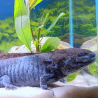 Cosmos, Axolotl sauvage