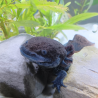 Cosmos, Axolotl sauvage