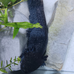 Cosmos, Axolotl sauvage