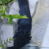 Cosmos, Axolotl sauvage