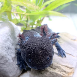 Draco