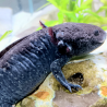Draco