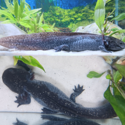 Draco