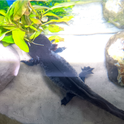 Marlin