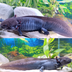 Marlin