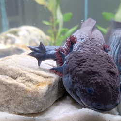 Marlin