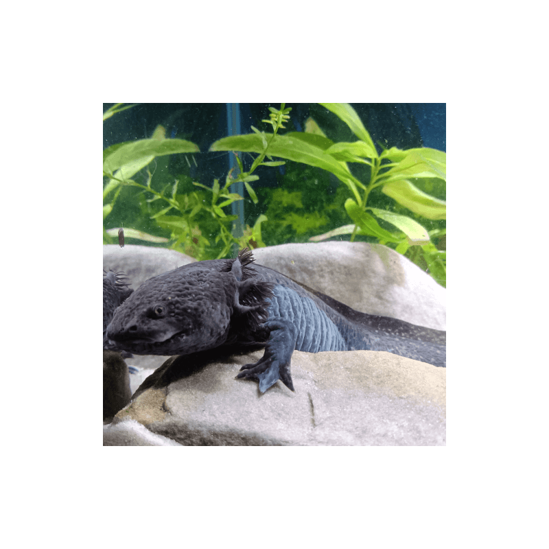 Spécimen femelle d'axolotl sauvage nommé Azura dans aquarium de présentation à l'élevage L'Axoloterie.