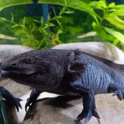 Spécimen femelle d'axolotl sauvage nommé Azura dans aquarium de présentation à l'élevage L'Axoloterie.