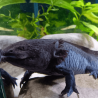 Spécimen femelle d'axolotl sauvage nommé Azura dans aquarium de présentation à l'élevage L'Axoloterie.
