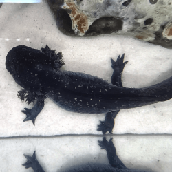 Spécimen femelle d'axolotl sauvage nommé Azura dans aquarium de présentation à l'élevage L'Axoloterie. Vu de dessus