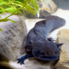 Spécimen femelle d'axolotl sauvage nommé Azura dans aquarium de présentation à l'élevage L'Axoloterie. Entre les pierres