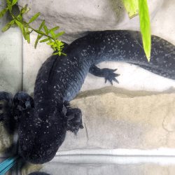 Spécimen femelle d'axolotl sauvage nommé Azura dans aquarium de présentation à l'élevage L'Axoloterie. Vu de dessus
