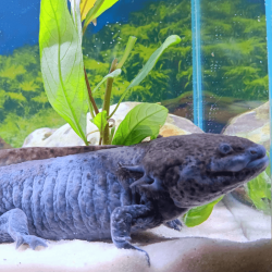 Spécimen mâle d'axolotl sauvage nommé Cosmos dans son environnement à l'élevage L'Axoloterie.