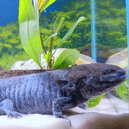 Spécimen mâle d'axolotl sauvage nommé Cosmos dans son environnement à l'élevage L'Axoloterie.
