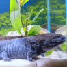 Spécimen mâle d'axolotl sauvage nommé Cosmos dans son environnement à l'élevage L'Axoloterie.