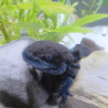 Axolotl Sauvage Corsmos - Élevage Professionnel France