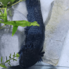 Spécimen mâle d'axolotl sauvage nommé Cosmos dans son environnement à l'élevage L'Axoloterie. Vu de dessus