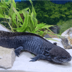 Spécimen mâle d'axolotl sauvage nommé Cosmos dans son environnement à l'élevage L'Axoloterie. Vu de profil