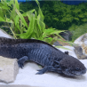 Spécimen mâle d'axolotl sauvage nommé Cosmos dans son environnement à l'élevage L'Axoloterie. Vu de profil