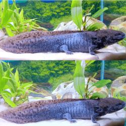 Spécimen mâle d'axolotl sauvage nommé Cosmos dans son environnement à l'élevage L'Axoloterie. Double vue de profil