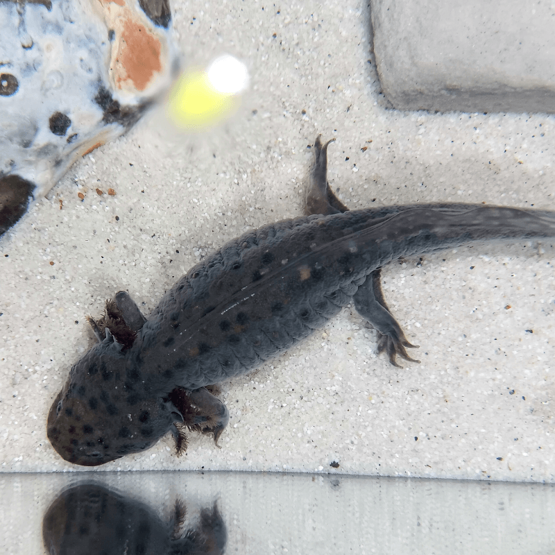 Spécimen femelle d'axolotl sauvage nommé Luna dans aquarium de présentation à l'élevage L'Axoloterie. Vu de dessus