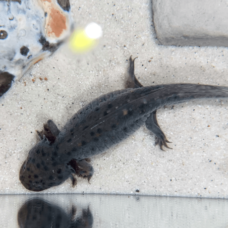 Spécimen femelle d'axolotl sauvage nommé Luna dans aquarium de présentation à l'élevage L'Axoloterie. Vu de dessus