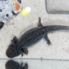 Spécimen femelle d'axolotl sauvage nommé Luna dans aquarium de présentation à l'élevage L'Axoloterie. Vu de dessus