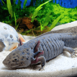Spécimen femelle d'axolotl sauvage clair et tacheté nommé Luna dans aquarium de présentation à l'élevage L'Axoloterie.