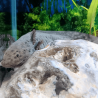 Axolotl Sauvage Luna - Élevage Professionnel France