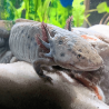 Spécimen femelle d'axolotl sauvage clair et tacheté nommé Luna dans aquarium de présentation à l'élevage L'Axoloterie.