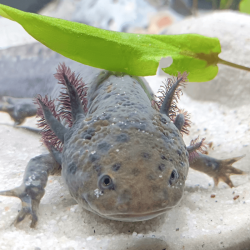 Spécimen femelle d'axolotl sauvage clair et tacheté nommé Luna dans aquarium de présentation à l'élevage L'Axoloterie.