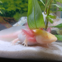 Baby